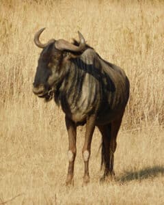 Blue Wildebeest