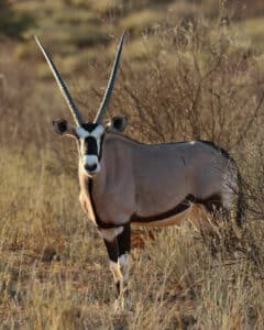 Oryx (Gemsbok)