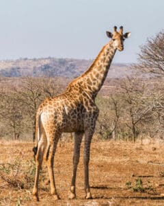 Giraffe