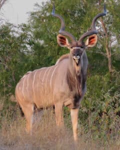 Kudu