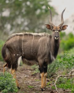 Nyala