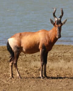 Red Hartebeest