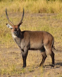 Waterbuck