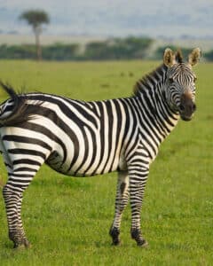 Zebra